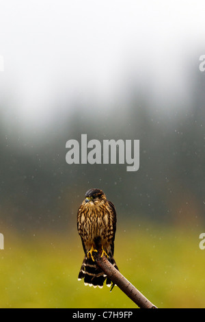 Merlin (Falco columbarius) seduto su un ramo, il Parco Nazionale del Lago Clark, Alaska, Stati Uniti d'America Foto Stock