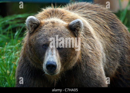 North American l'orso bruno (Ursus arctos horribilis) seminare in un campo, il Parco Nazionale del Lago Clark, Alaska, Stati Uniti d'America Foto Stock