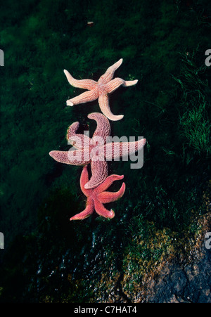 Mare del Nord Stelle (Asterias Vulgaris) e un comune Starfish (Asterias rubens) con la bassa marea. Gloucester, New England Foto Stock