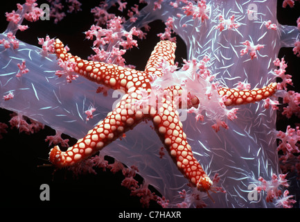 Maglia rossa Stella Marina (Fromia monilis) su alcionario Coral (Dendronephthya sp.). Egitto, Mar Rosso Foto Stock