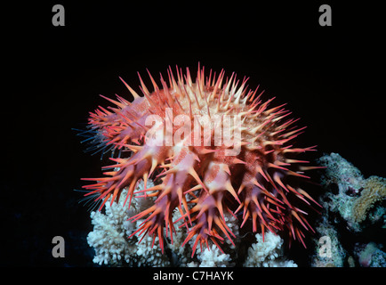 La corona di spine Starfish (Acanthaster planci) di pascolare su coral di notte. Egitto, Mar Rosso Foto Stock