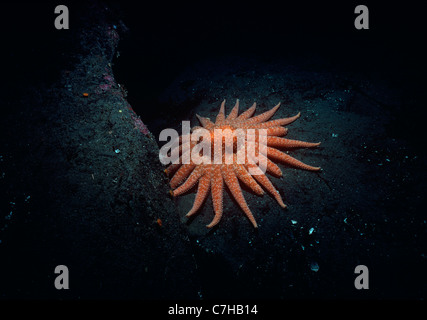 Un girasole Starfish (pycnopodia helianthoides) di lavaggio. La British Columbia, Canada, Oceano Pacifico Foto Stock