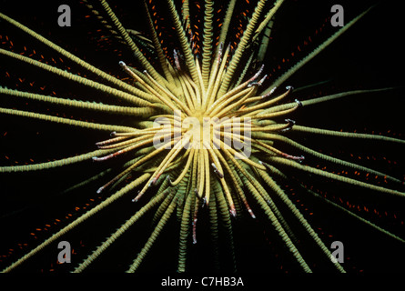 Base-attaccato bracci di Crinoide o giù a stella (Lamprometra klunzingeri) aperto e l'assorbimento di plancton di notte. Sipadan Island Foto Stock