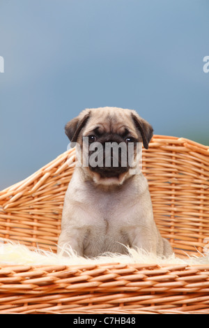 Pug, cucciolo, 8 settimane Foto Stock