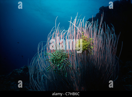 Crinoidi sul filo di gorgonia corallo. Papua Nuova Guinea - Mare di Bismarck Foto Stock