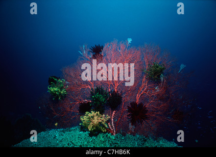 Crinoidi sul corallo gorgonia Melithaea (spp.). Papua Nuova Guinea - Mare di Bismarck Foto Stock