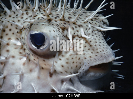 Occhio e spine sulla Spotted Porcupinefish (Diodon hystrix) riempito con acqua come un comportamento difensivo. Bahamas, Mar dei Caraibi Foto Stock