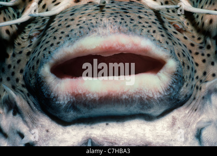 Bocca di un macchiato Porcupinefish (Diodon hystrix) riempito con acqua come un comportamento difensivo. Bahamas, Mar dei Caraibi Foto Stock