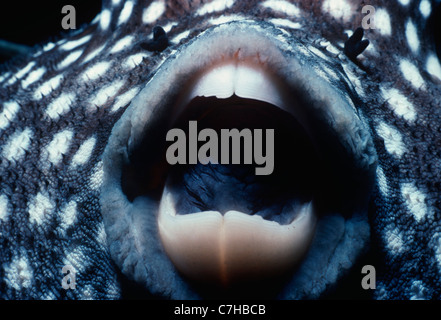 Le faraone Pufferfish (Arothron meleagris), Cocos Island, Costa Rica - Oceano Pacifico Foto Stock