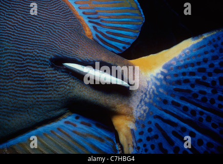 Coltelli sulla base di coda di ornati Surgeonfish (Acanthurus dussumieri), Australia - Grande Barriera Corallina Foto Stock