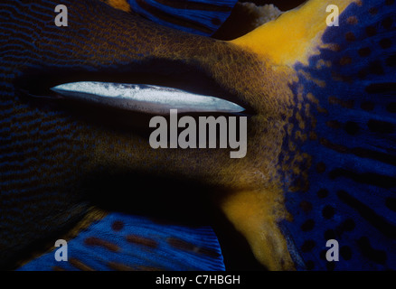 Coltelli sulla base di coda di ornati Surgeonfish (Acanthurus dussumieri), Australia - Grande Barriera Corallina Foto Stock