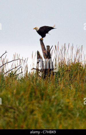 Aquila calva (Haliaeetus leucocephalus) arroccato su un moncone, il Parco Nazionale del Lago Clark, Alaska, Stati Uniti d'America Foto Stock