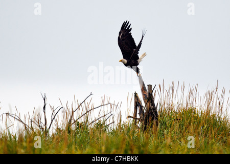 Aquila calva (Haliaeetus leucocephalus) vola fuori da un moncone, il Parco Nazionale del Lago Clark, Alaska, Stati Uniti d'America Foto Stock