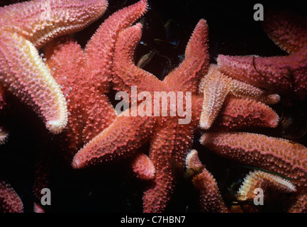 Mare del Nord Stelle (Asterias vulgaris) feed sul letto di cozze. Cathedral Rocks, Gloucester, Massachusetts, New England (USA) Foto Stock