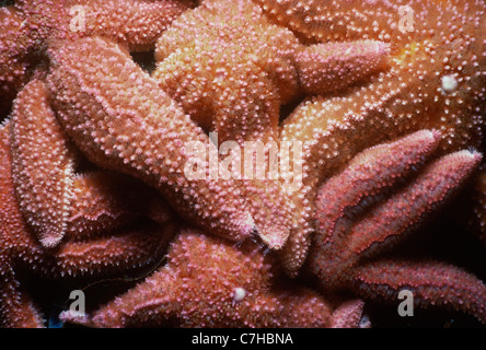 Mare del Nord Stelle (Asterias vulgaris) feed sul letto di cozze. Cathedral Rocks, Gloucester, Massachusetts, New England Foto Stock