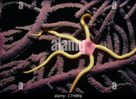 Vistosi fragili stelle (Ophioderma ensiferum) su coral di notte. Mar dei Caraibi Foto Stock