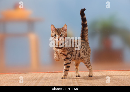 Gatto bengala, cucciolo maschio, 3 mesi, zampa di sollevamento Foto Stock