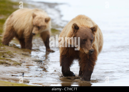 North American l'orso bruno (Ursus arctos horribilis) seminare pesci con il suo cucciolo, il Parco Nazionale del Lago Clark, Alaska, Stati Uniti Foto Stock