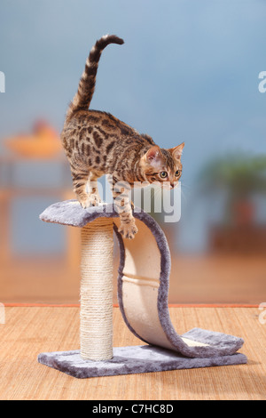 Gatto bengala, cucciolo maschio, 3 mesi / cratching post Foto Stock