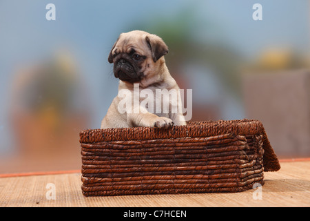 Pug, cucciolo, 8 settimane Foto Stock