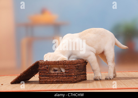 Il Labrador Retriever, cucciolo, 9 settimane, lo sniffing nella casella Foto Stock