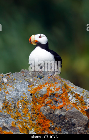 Cornuto Puffin (Fratercula corniculata) si siede sulla roccia, Alaska Maritime National Wildlife Refuge, Alaska, Stati Uniti d'America Foto Stock