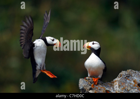 Cornuto Puffin seduta su roccia guardando un altro sbarco dei puffini, Alaska Maritime National Wildlife Refuge, Alaska, Stati Uniti Foto Stock