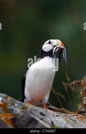 Cornuto Puffin (Fratercula corniculata) con pesci ago su roccia, Alaska Maritime National Wildlife Refuge, Alaska, Stati Uniti Foto Stock