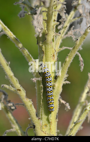 Mullein Moth: Shargacucullia verbasci. Larva alimentazione su Mullein Molène (sp) in giardino. Surrey, Inghilterra. Foto Stock