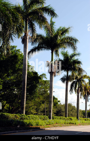 Royal Palm trees (Roystonea regia) in Weston Fort Lauderdale Florida Foto Stock