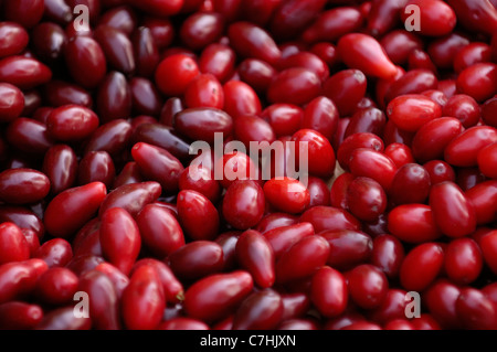 Corniolo - europeo Frutti di corniolo - Cornus mas specie di corniolo. Europa orientale, Ucraina. Foto Stock