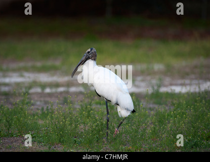 Cicogna in legno sulle rive dell'Haines Creek River Lake County Leesburg, Florida USA Foto Stock