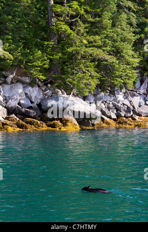 Un orso nero nuotare nel parco nazionale di Kenai Fjords, vicino a Seward, Alaska. Foto Stock