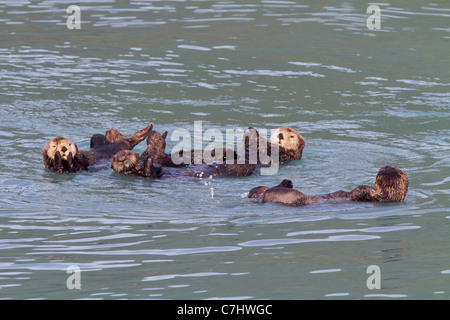 Le lontre marine, il Parco nazionale di Kenai Fjords, vicino a Seward, Alaska. Foto Stock