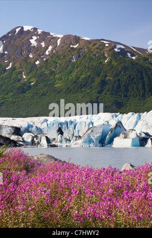 Fiori Selvatici lungo il lago di fronte del ghiacciaio Spencer, Chugach National Forest, Alaska. Foto Stock