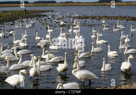 Massa di cigni di svernamento a Martin mera WWT, mute, bewicks e whooper con altri uccelli acquatici. Foto Stock