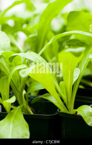 Giovani Calendula piante, Calendula officinalis 'cocktail di agrumi", crescendo in vasi di fiori Foto Stock