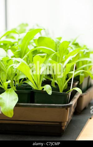 Giovani Calendula piante, Calendula officinalis 'cocktail di agrumi", crescendo in vasi di fiori Foto Stock