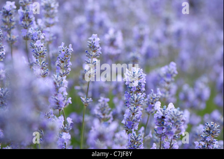 Inglese Lavanda, Lavandula angustifolia " Cedar Blue' Foto Stock