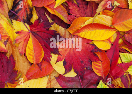 Acer e autumn leaf pattern. Acero giapponese e varie altre foglie cambiando colore in autunno. Foto Stock