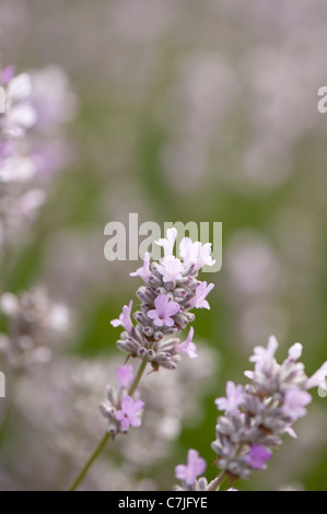 Inglese Lavanda, Lavandula angustifolia 'cocco ghiaccio' Foto Stock