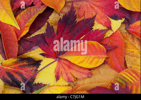 Acer e autumn leaf pattern. Acero giapponese e varie altre foglie cambiando colore in autunno. Foto Stock