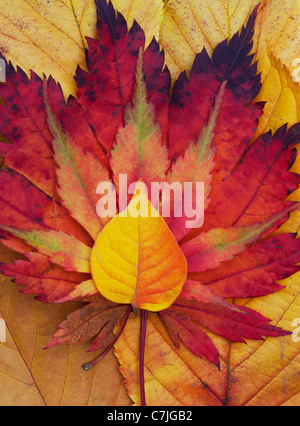 Acer e autumn leaf pattern. Acero giapponese e varie altre foglie cambiando colore in autunno. Foto Stock