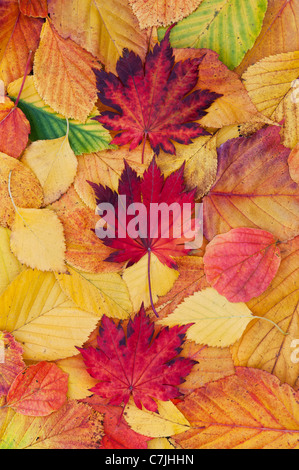 Acer e autumn leaf pattern. Acero giapponese e varie altre foglie cambiando colore in autunno. Foto Stock