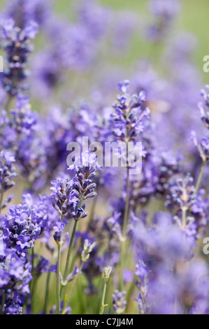 Inglese Lavanda, Lavandula angustifolia 'Munstead' Foto Stock