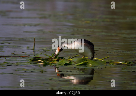 Svasso maggiore Haubentaucher Lappentaucherartige NATURSCHUTZ NEST Podiceps cristatus Podicipedidae Taucher Vogel Lappentauc Foto Stock