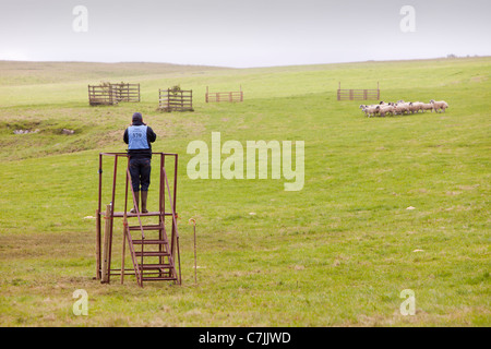 Un pastore concorrente concorrenti a Mondo cane di pecora prove a Lowther, Penrith, Cumbria, Regno Unito. Foto Stock