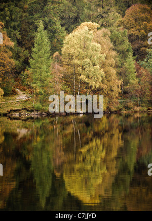 Tree riflessioni sul Tarn Hows, Lake District, England, Regno Unito Foto Stock