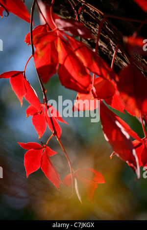 Vista ravvicinata del ramo di edera con foglie rosse sullo stelo di pino su sfondo sfocato. Foto Stock