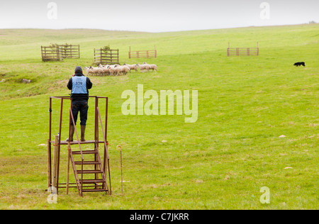 Un pastore concorrente concorrenti a Mondo cane di pecora prove a Lowther, Penrith, Cumbria, Regno Unito. Foto Stock